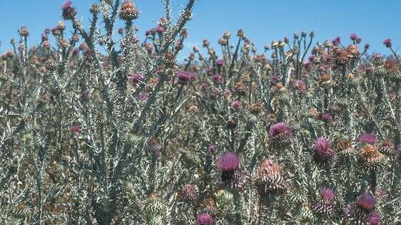 Thistle infestations compete with pastures and reduce carrying capacity. Farmers can get help with the control of Scotch and Illyrian thistle by contacting CGRC and participate in the thistle eradication program.