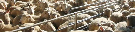 Yarding up, lamb prices down at Cootamundra saleyards