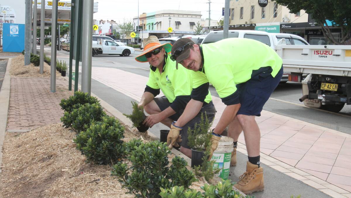Council Parks staff Bruce Webb and Will Debelin planting a second line of hedges at the pergola at Woollworths car park. File photo.