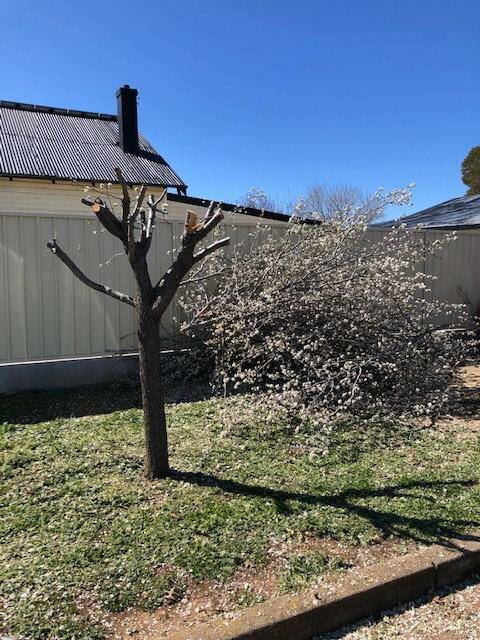 Residents are reminded that pruning of street trees can attract a fine and damages the tree. CGRC qualified staff will carry out pruning if required.