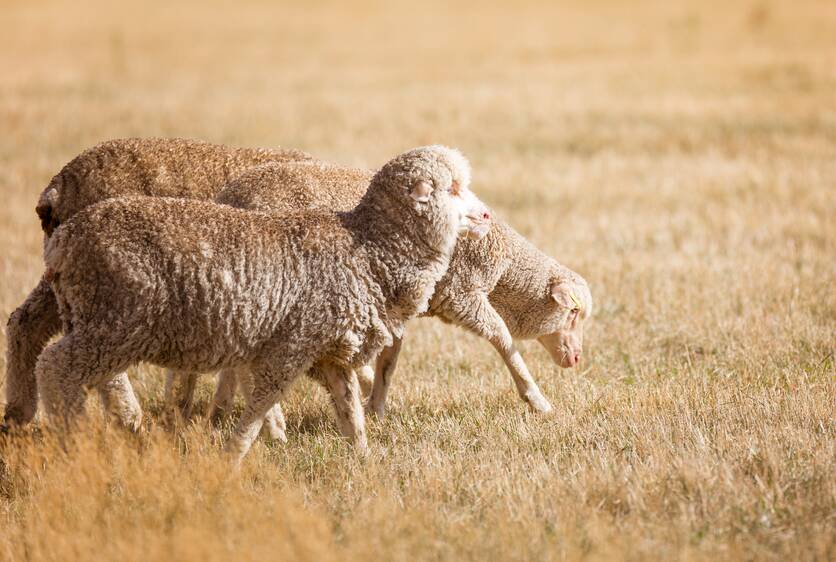 New season lambs market reaches $213