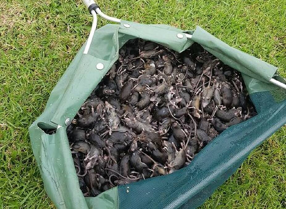 This photo was taken by Dubbo resident Bradley Wilshire of the 500 plus mice he caught in one night.