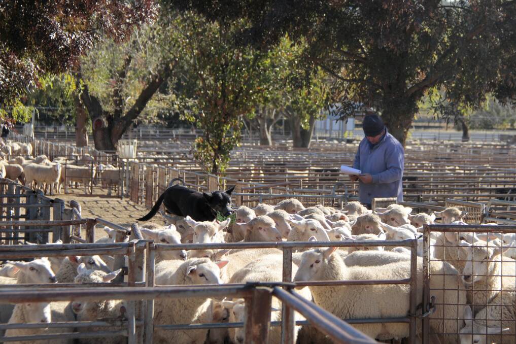 NEXT: Cootamundra Saleyards and Associated Agents would like to advise that the next sale is on Wednesday, February 20 at 8.30am.