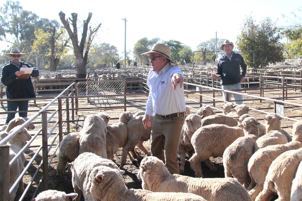 ACTION: Auctioneer Cole Harris and Andrew Adams of Delta Livestock and Property last year at the Cootamundra saleyards. Picture: Kelly Manwaring