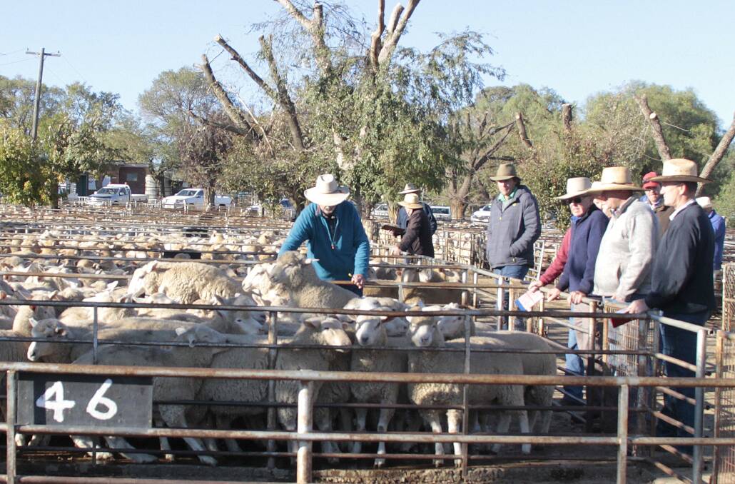 ACTION STATIONS: Kelly Manwarring caught this action shot at the saleyards earlier this year. 