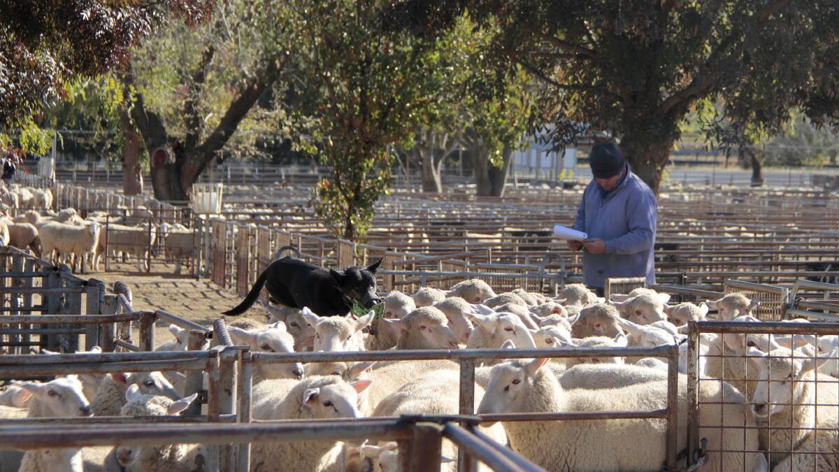 Mutton 'through the roof' at Coota sheep sale