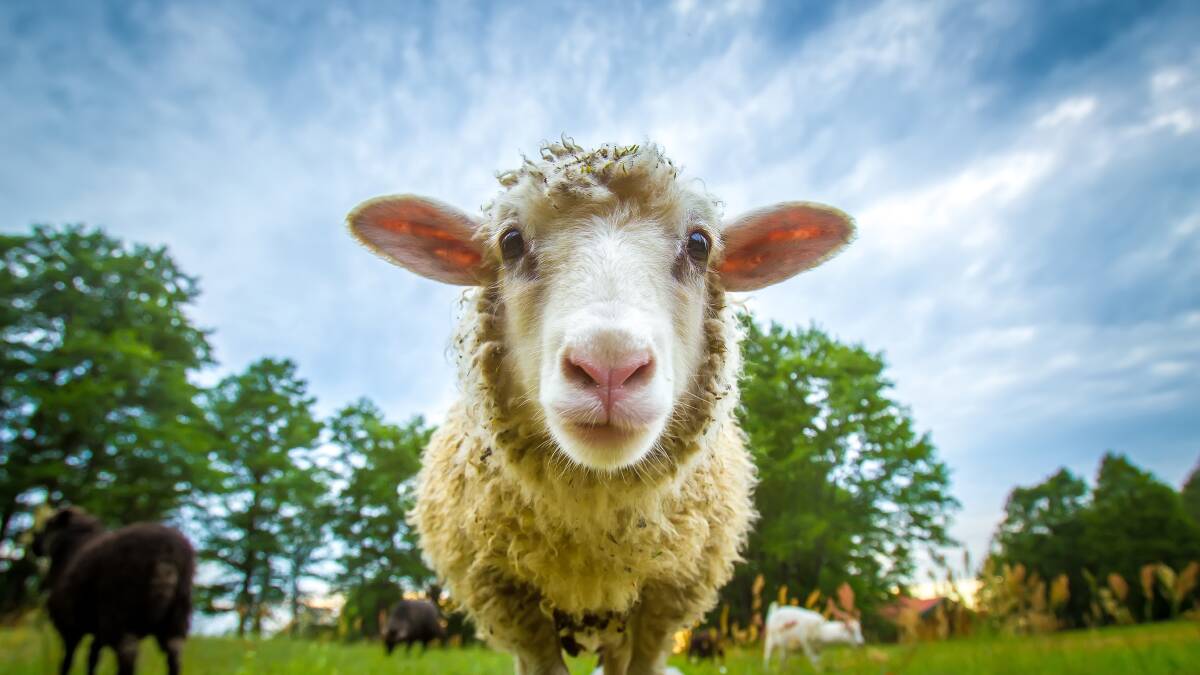 Bellevue lambs take top pricing