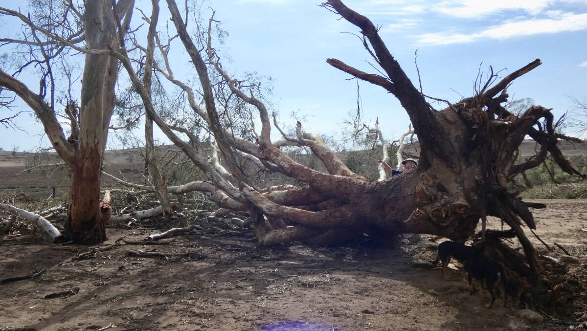 UPROOTED: Winds were likened to a "tornado" by property owner Charlie Bragg during Tuesday evening's storm. Picture: Rebecca Bragg 