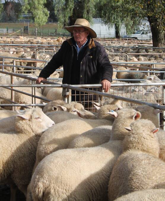 SALE DAY REGULAR: Delta Agribusiness stock and station agent Col Harris looks over the yards at a previous Cootamundra Sheep Sale.