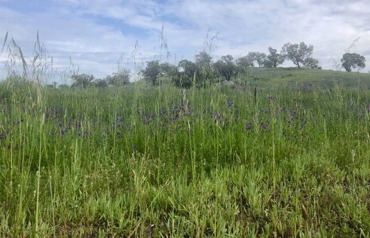 Long grass is a feature of most paddocks in the district after significant rainfall over winter. While the extra feed is great news for farmers it does pose an increased risk this bushfire season. Picture: Jennette Lees 