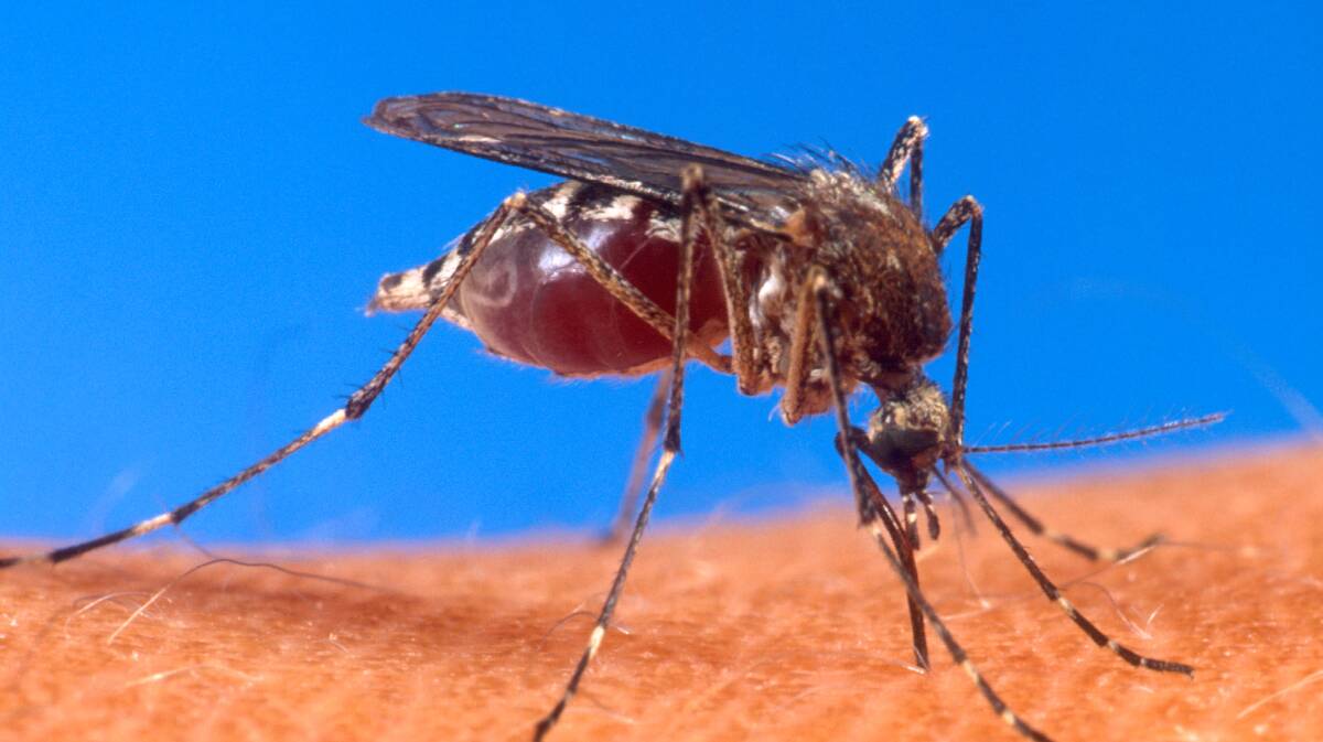 JUMP: There has been an increase of Ross River Virus cases in the Murrumbidgee Local Health District. 