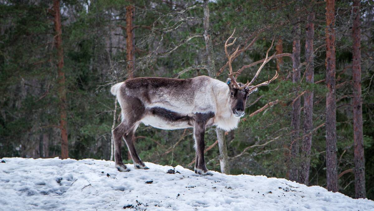 A reindeer breaks the silence of the Finnish forest blanketed in snow. A reindeer breaks the silence of the Finnish forest blanketed in snow.