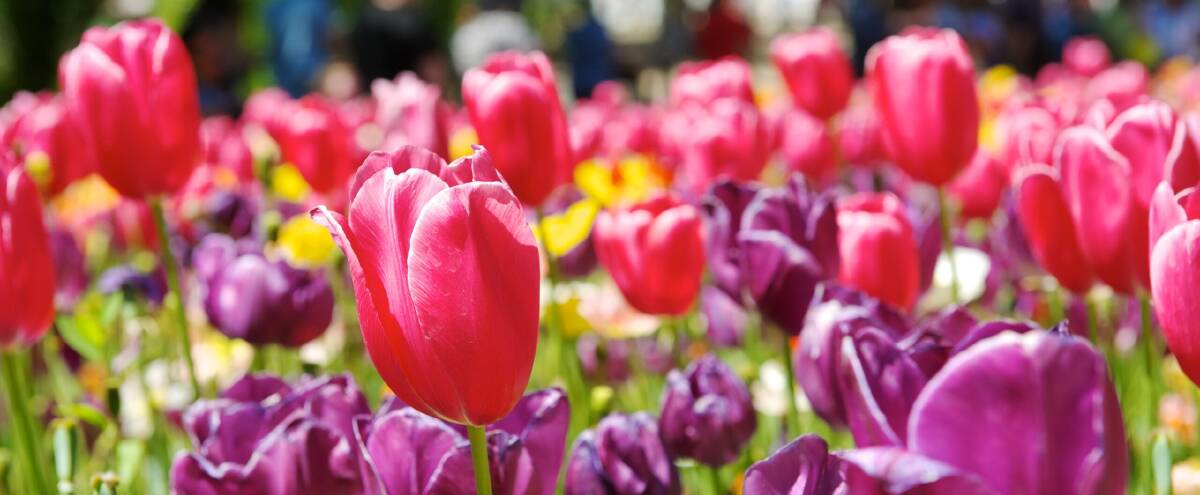 Floriade returns to Canberra Floriade returns to Canberra