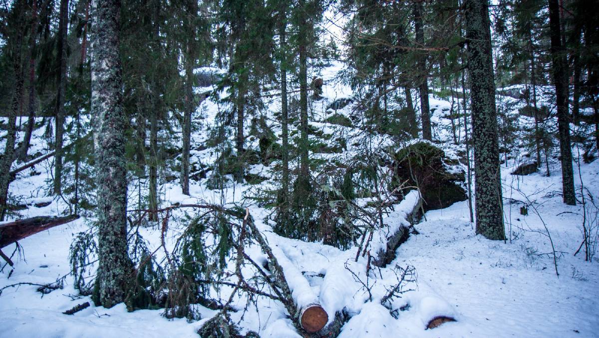 Pekka suggests we are all connected to the forest in ways we don’t always understand. Pekka suggests we are all connected to the forest in ways we don’t always understand.