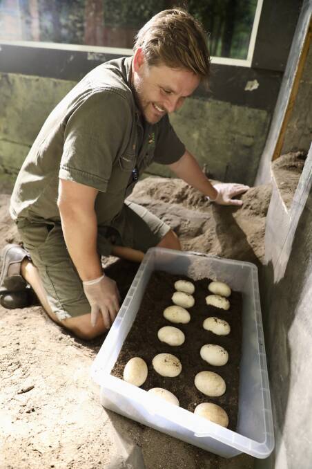 SHELL GAME: Keepers will monitor the precious komodo dragon eggs for their eight-month incubation period. Picture: Australian Reptile Park