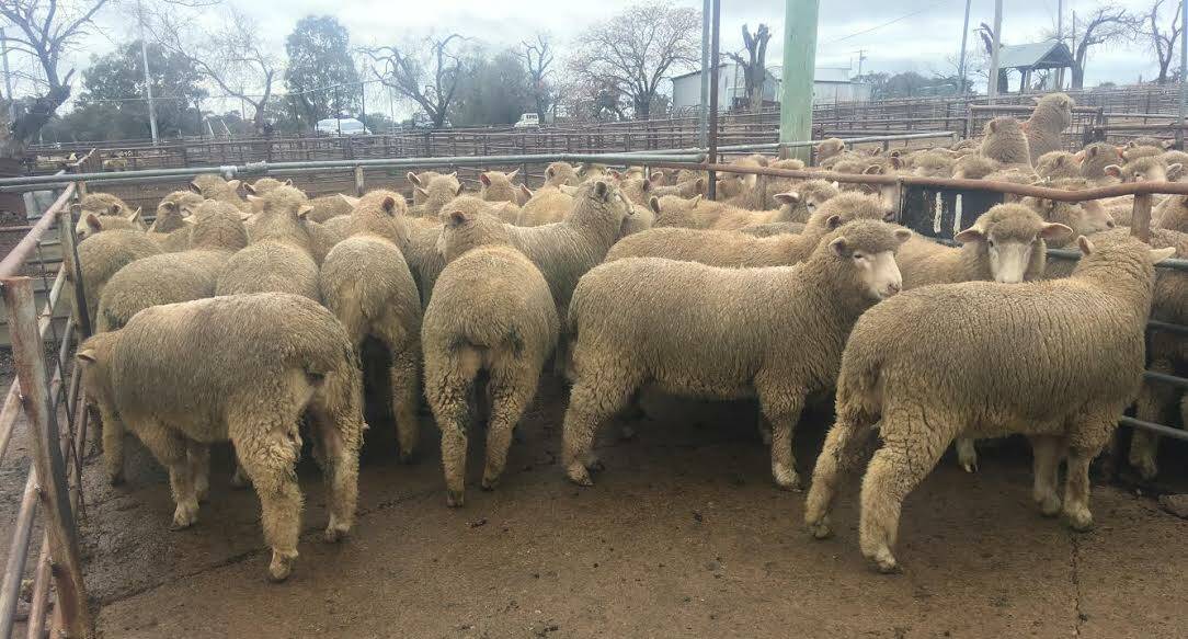 GOOD STOCK: According to Salesyard manager Jeff White, while the quality of sheep stock is limited in Cootamundra, the quality is "excellent". 