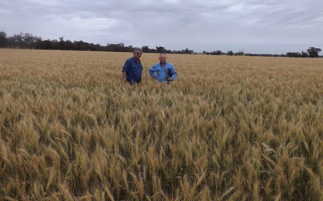 Steve Hardie and his Gregory crop was the winner of Wallendbeen's 2018 wheat crop competition judged by Temora agronomist Geoff Minchin last week. 