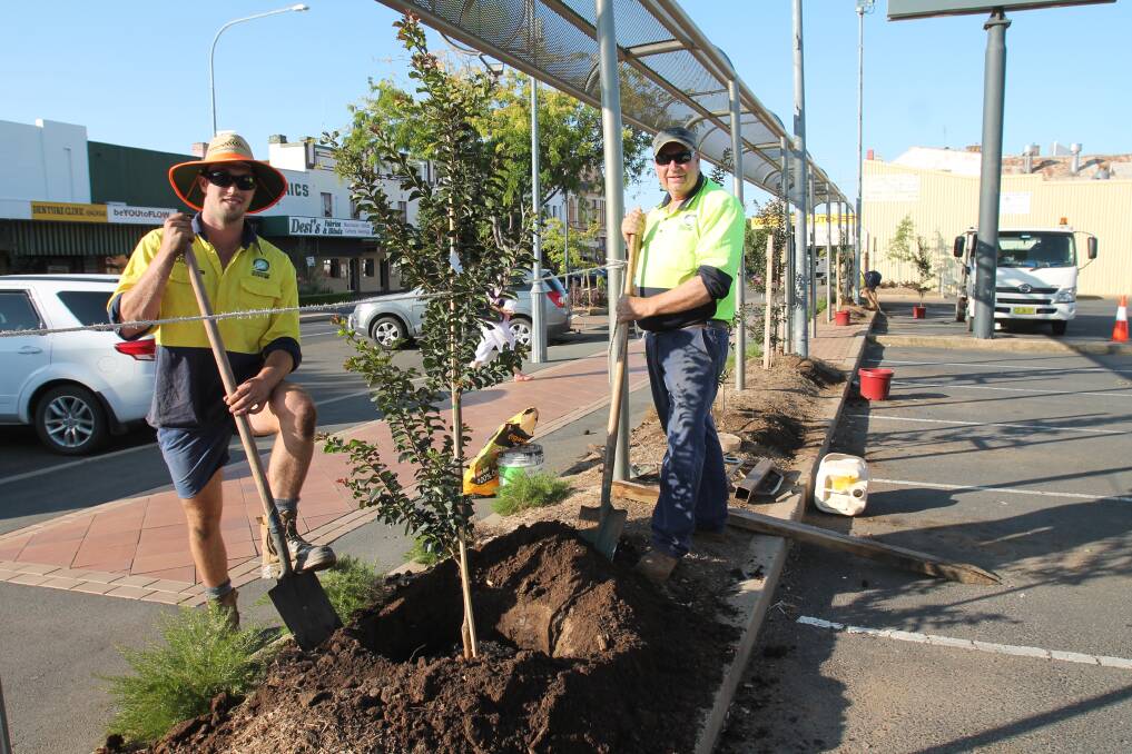 Council staff Jacob Tiernan and Archie Francis planting the new crepe myrtle trees fronting Parker Street yesterday morning.