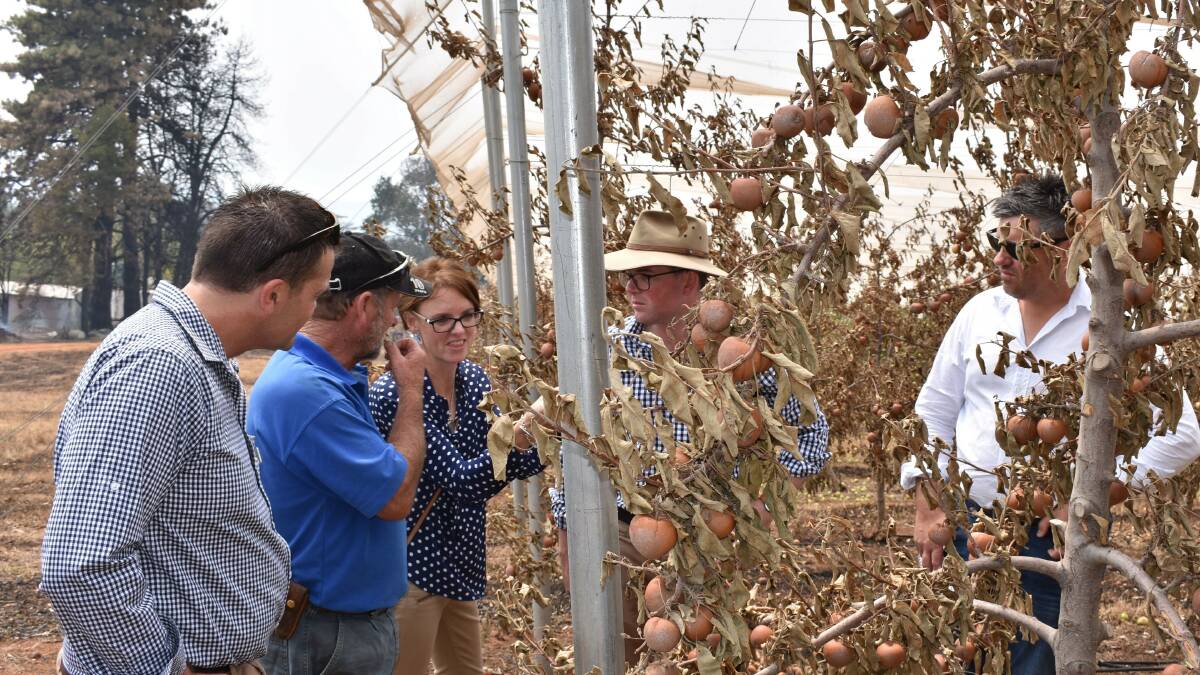 Helping hands: Steph Cooke and NSW agriculture minister Adam Marshall inspect a fire-ravaged apple orchard in Batlow.