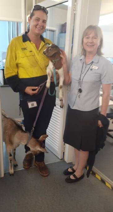In the back door: Librarian Lynne Thorburn escorting Council Ranger Nicole Godber with Mother Moo and a baby goat much to the delight of children at story time.
