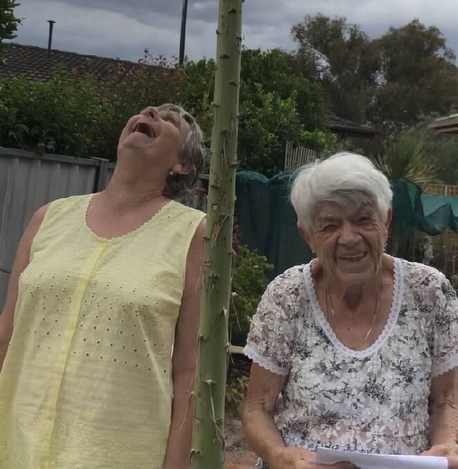 A once-in-30-year event: Joyce Hodges (right) and neighbour Margaret Cosgrove with the agave stalk that has shot up in Joyce's back yard since November