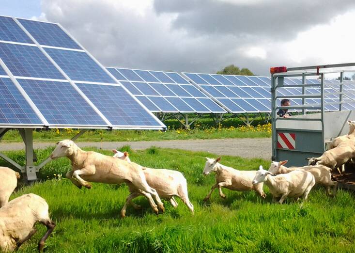 Solar farms and energy generating works offer alternative income streams for rural land - and sheep may safely graze.