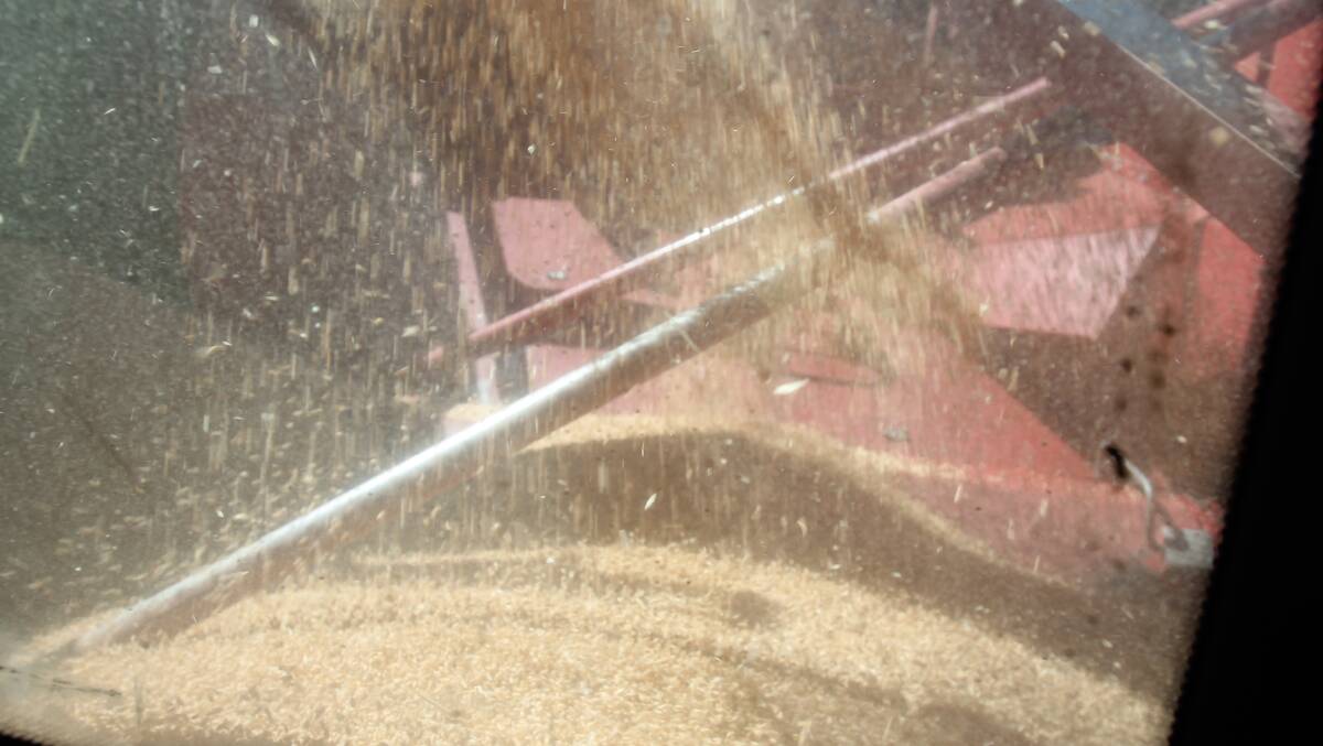 After separation from the chaff, wheat pouring into the hopper, visible through the back window of the cabin.