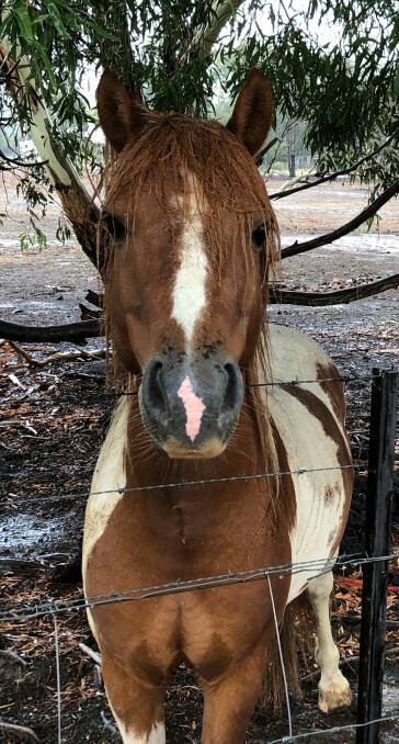 A girl can't do a thing with her hair in this kind of weather - the tree in this pony's paddock didn't keep her dry during Monday's downpour at Wallendbeen.

