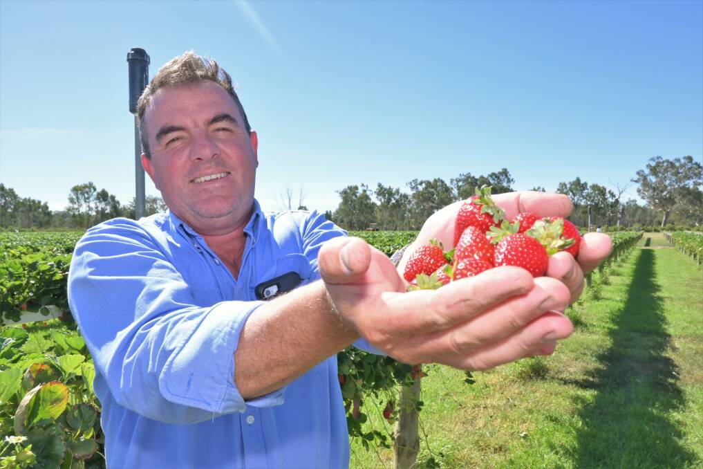 OPEN FOR BUSINESS: Michael Cashen says it has been "lovely" to reopen his strawberry farm, but the fruit fly fight continues. Picture: Kenji Sato