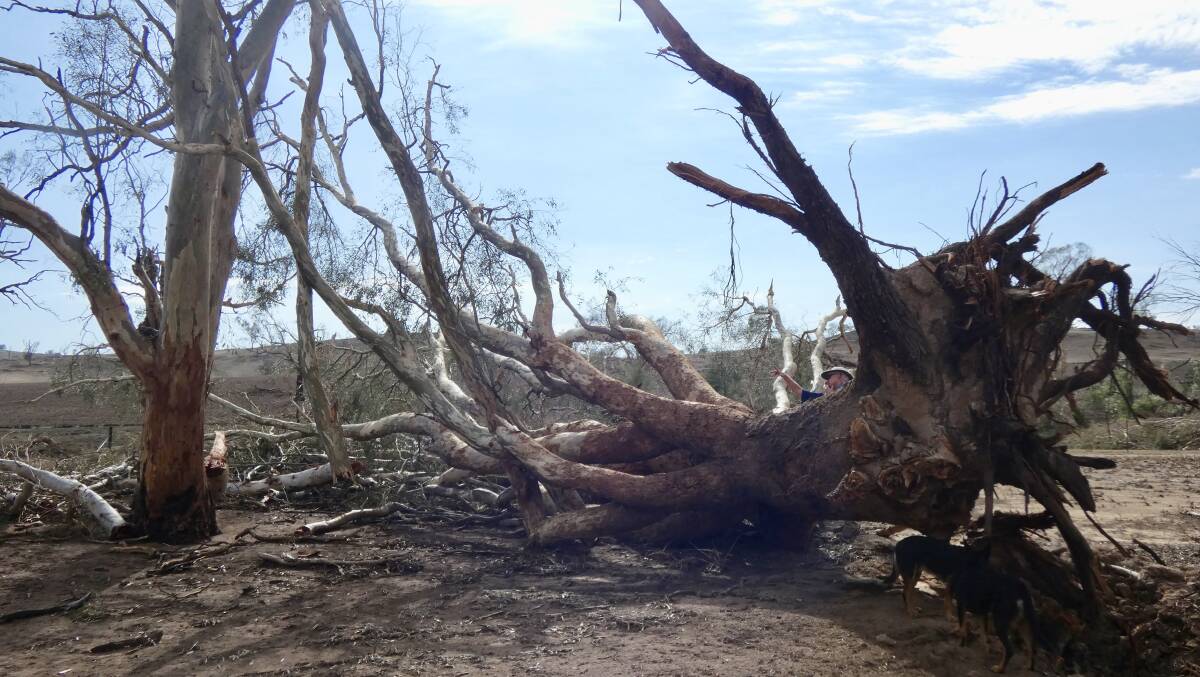 Trees uprooted after storms and flash flooding hit Cootamundra in February.