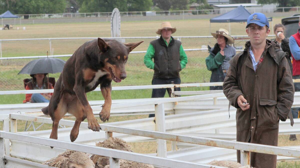 Frank Graham with his dog Kim and Judge Olly Hanson at the 2018 Cootamundra Show on Saturday. Picture: Kelly Manwaring. 