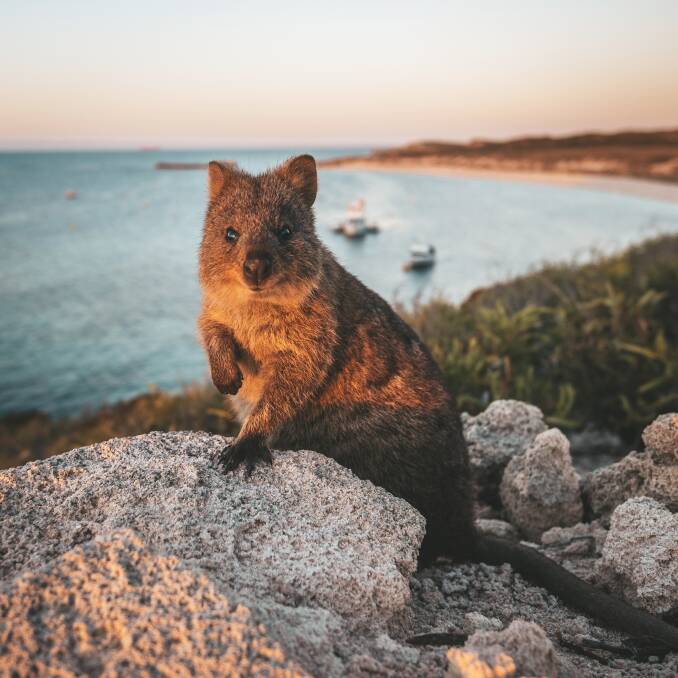 Head to Rottnest Island to meet a quokka. Picture by Tourism Western Australia. Head to Rottnest Island to meet a quokka. Picture by Tourism Western Australia.