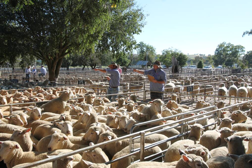 LIVELY MORNING: The Cootamundra Saleyards were abuzz at the May 19 fortnightly sale. Picture: Lachlan Grey.  