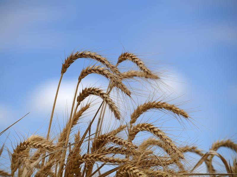A team of international scientists has discovered a way to produce higher quality wheat.