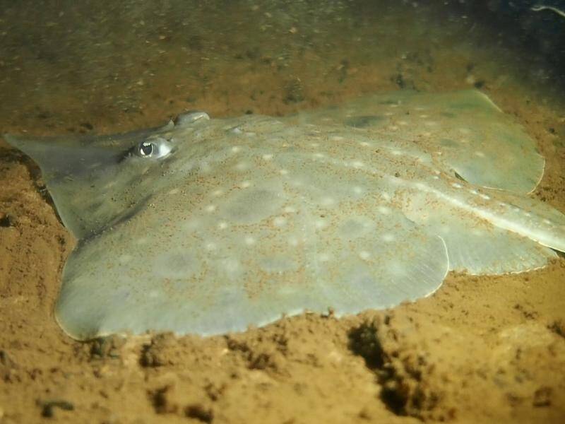 The endangered Maugean Skate only exists in Macquarie Harbour on Tasmania's west coast. (HANDOUT/JANE RUCKERT)