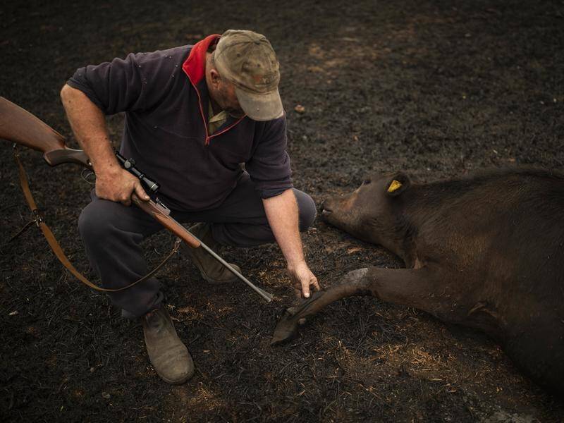 More than 13,000 farm animals have died as a result of bushfires in NSW, with the toll set to rise.