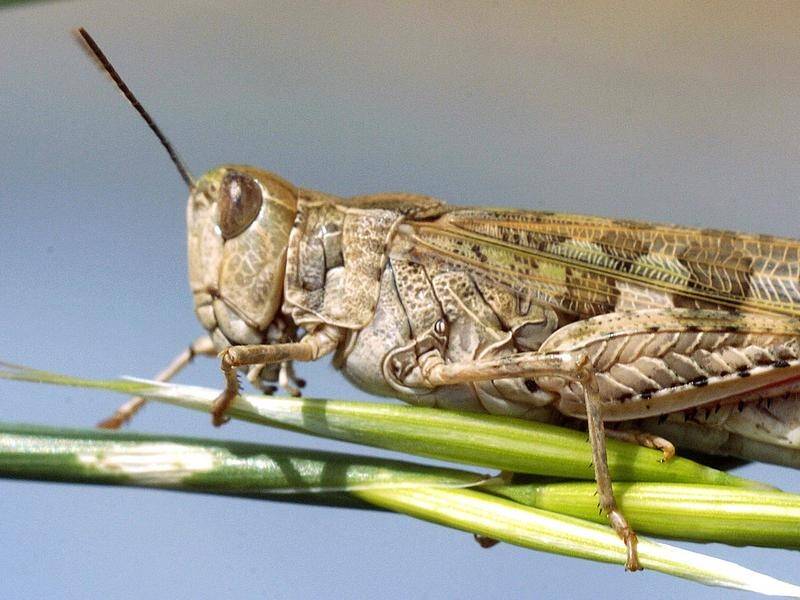 Wet and humid conditions from La Nina are ideal for insects like locusts and mosquitoes to boom.