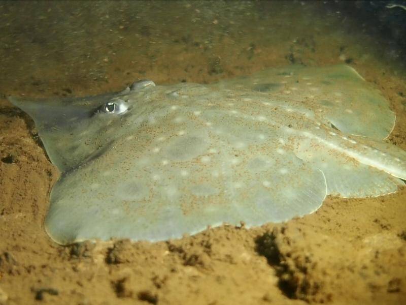 The maugean skate is an endangered fish found only in Tasmania and surviving in Macquarie Harbour. (PR HANDOUT IMAGE/AAP PHOTOS)