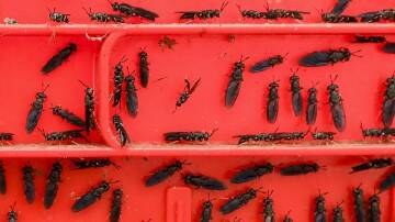 People allergic to house mites may also react to insect proteins such as black soldier flies.