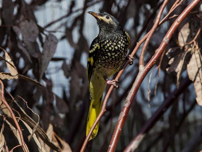 Swathes of Australia are missing some of their most enigmatic creatures, like the regent honeyeater.