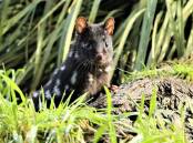 Conservationists are hoping for a baby boom as 50 eastern quolls have been released to the wild.