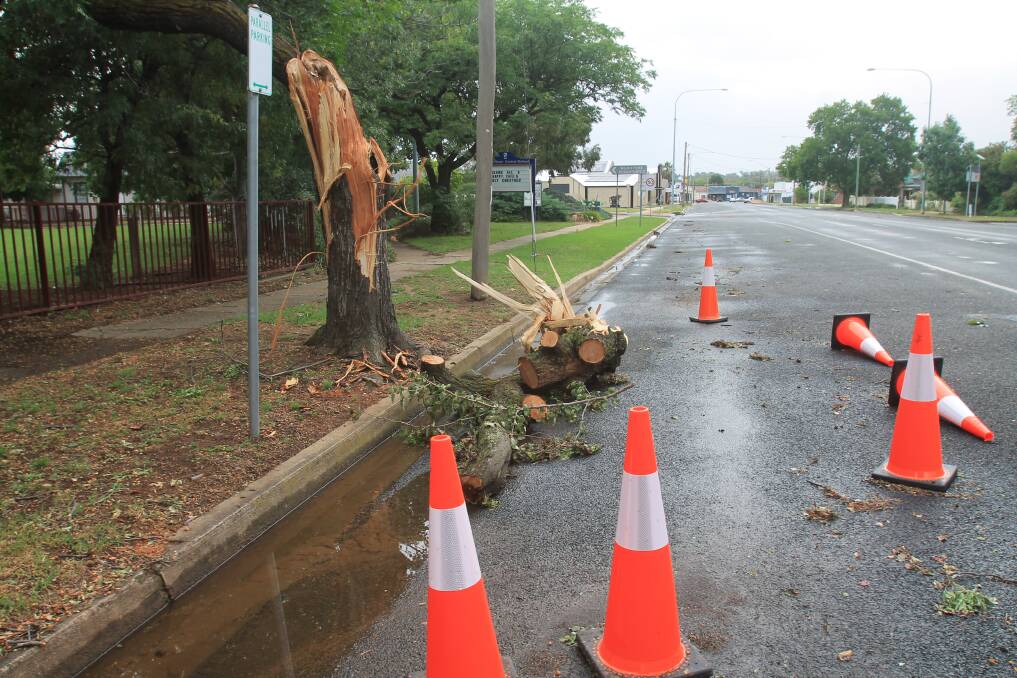 A tree damaged in the storm which hit Cootamundra on January 12. Photo: Declan Rurenga