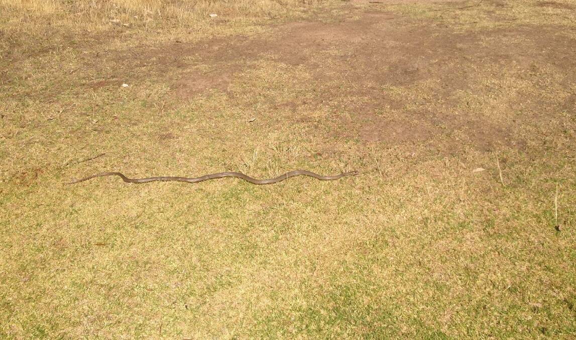 An Eastern Brown Snake on the Cootamundra golf course. Photo: Heath Harrison