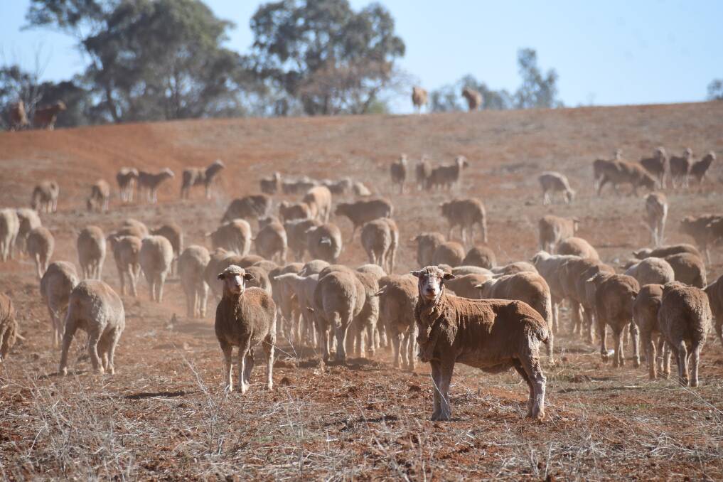 DRY TIMES: The drought's impact on businesses and the economy cannot be understated, Western NSW Business Chamber regional manager Vicki Seccombe says. Photo: AMY MCINTYRE