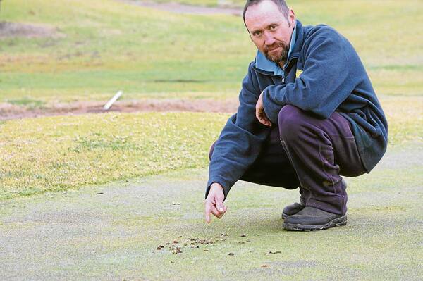 GREEN DAMAGE: Cootamundra Country Club groundsman Craig Barron points out some of the damage done by galahs on the 18th hole this week.